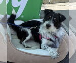 Small #1 Parson Russell Terrier Mix