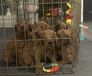 Poodle (Standard) Puppy for sale in ROCK HILL, SC, USA
