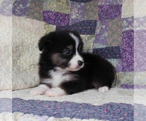 Miniature Australian Shepherd Puppy for sale in HARRISON, OH, USA