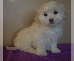 Small Photo #2 Mal-Shi Puppy For Sale in DOWNING, MO, USA