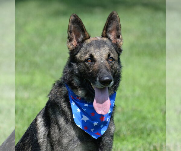 Medium Photo #5 German Shepherd Dog Puppy For Sale in Gretna, NE, USA