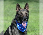 Small #4 German Shepherd Dog