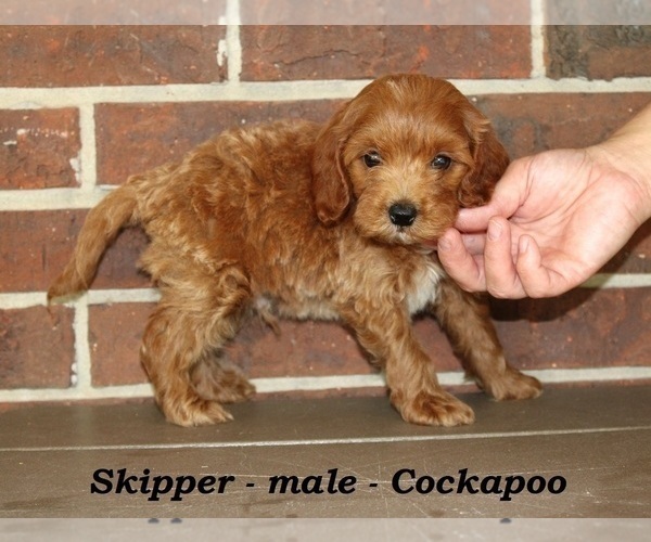 Medium Photo #2 Cockapoo (Miniature) Puppy For Sale in CLARKRANGE, TN, USA