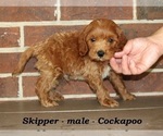 Small #1 Cockapoo (Miniature)