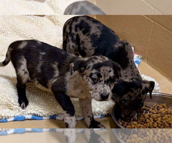 Medium Photo #2 Catahoula Leopard Dog-Unknown Mix Puppy For Sale in Rockaway, NJ, USA