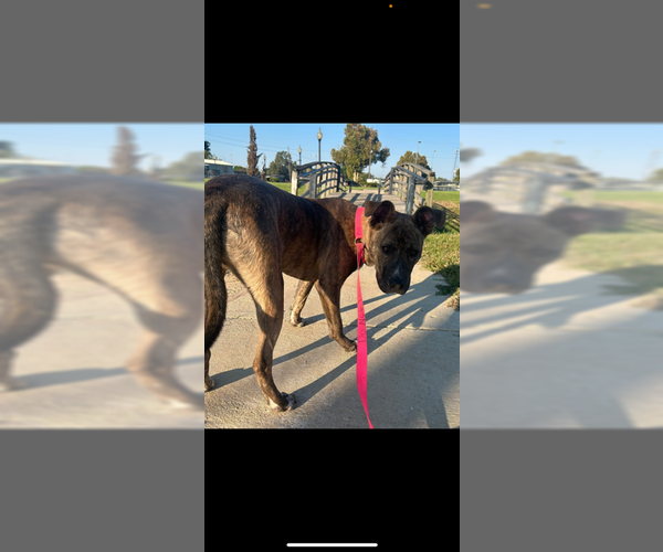 Medium Photo #9 Plott Hound-Unknown Mix Puppy For Sale in Oakhurst, NJ, USA