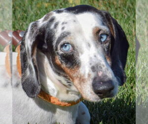 Dachshund Dogs for adoption in Huntley, IL, USA