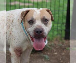 Mastiff-Unknown Mix Dogs for adoption in San Antonio, TX, USA