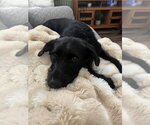 Small #2 Labrador Retriever