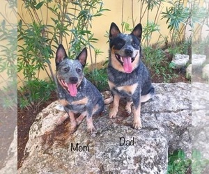Australian Cattle Dog Puppy for sale in SAN DIEGO, CA, USA
