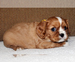 Small #3 Cavalier King Charles Spaniel