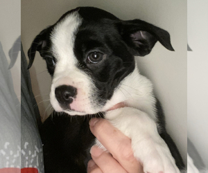 Boston Terrier-Jack Russell Terrier Mix Puppy for sale in ORLANDO, FL, USA