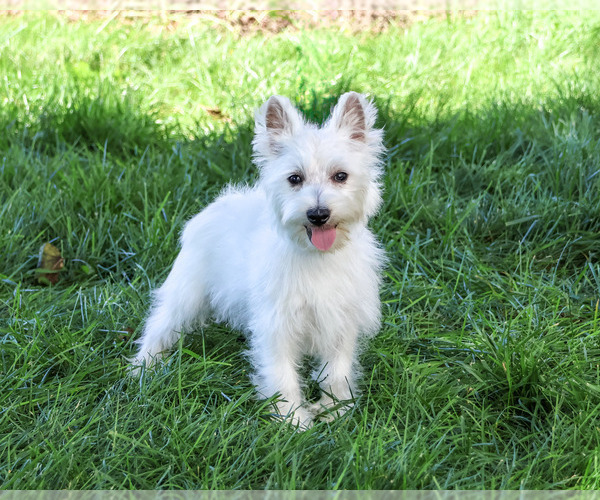 Medium Photo #3 West Highland White Terrier Puppy For Sale in SYRACUSE, IN, USA