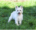 Delight - Female West Highland White Terrier Puppy for Sale - Photo #3