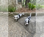 Small Photo #1 Cardigan Welsh Corgi Puppy For Sale in BOERNE, TX, USA