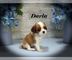 Small #8 Cavalier King Charles Spaniel