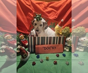 Dalmatian Puppy for sale in FRANKLIN, KY, USA
