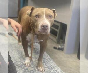 Mutt Dogs for adoption in Camarillo, CA, USA