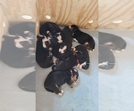 Small Photo #7 Bernese Mountain Dog Puppy For Sale in MANCHESTER, MI, USA
