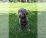 Small Photo #6 Labrador Retriever Puppy For Sale in ATHOL, ID, USA