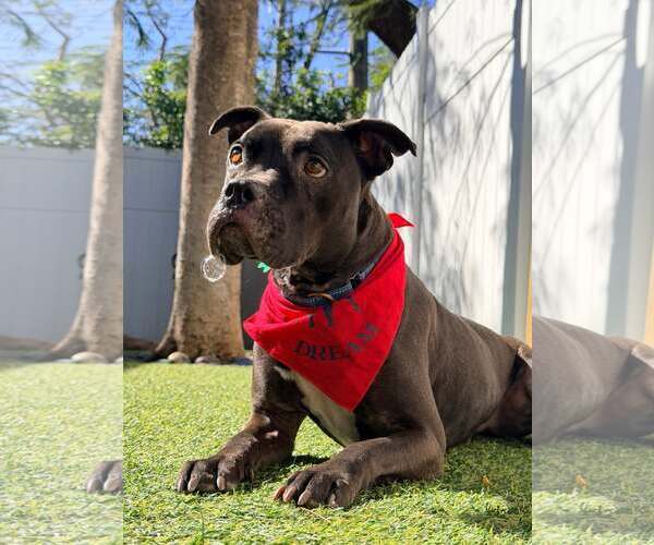 Medium Photo #3 Mutt Puppy For Sale in Pompano Beach , FL, USA