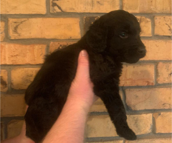 Medium Photo #3 Goldendoodle Puppy For Sale in HUGHES SPRINGS, TX, USA