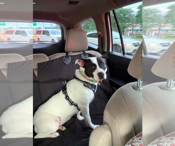 Medium Photo #5 Mutt Puppy For Sale in Shelburne, VT, USA