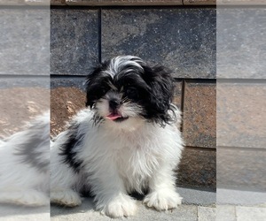 Shih Tzu Puppy for sale in CANOGA, NY, USA