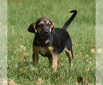 Small Photo #2 Australian Shepherd-Unknown Mix Puppy For Sale in Mechanicsburg, PA, USA