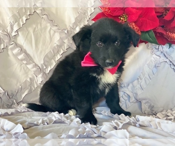 Medium Photo #2 Border-Aussie Puppy For Sale in LANCASTER, PA, USA