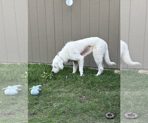 Max - Male Great Pyrenees-Unknown Mix Dog for Adoption - Photo #15