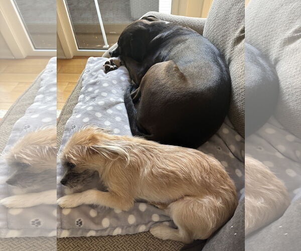 Medium Photo #4 Shih Tzu-Unknown Mix Puppy For Sale in Rockaway, NJ, USA