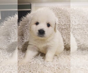 Anatolian Pyrenees Dogs for adoption in Holly Springs, NC, USA