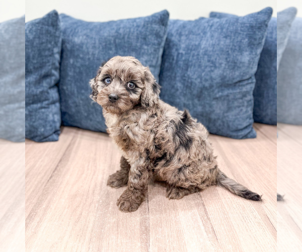 Medium Photo #2 Poodle (Miniature) Puppy For Sale in DUNDEE, OH, USA