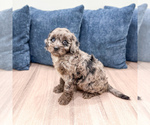 Small #1 Poodle (Miniature)