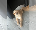 Small Photo #26 Golden Retriever Puppy For Sale in ORLANDO, FL, USA