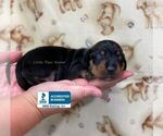 Small #1 Dachshund