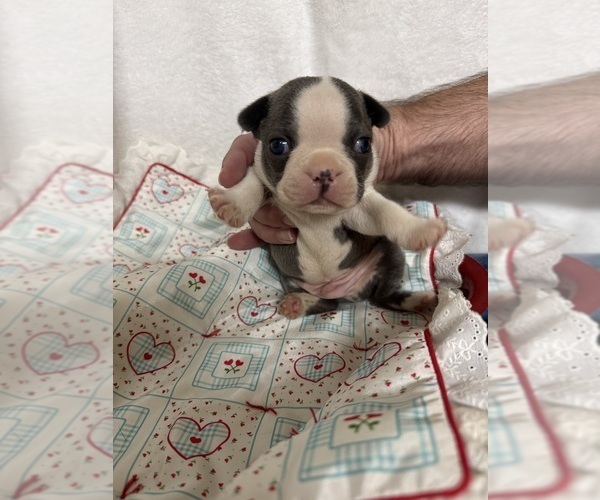Medium Photo #3 Boston Terrier Puppy For Sale in FREDONIA, KS, USA