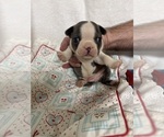 Small Photo #3 Boston Terrier Puppy For Sale in FREDONIA, KS, USA