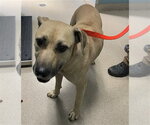 Small Labrador Retriever Mix