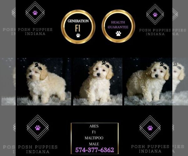 Medium Photo #8 Maltipoo (Miniature) Puppy For Sale in WARSAW, IN, USA