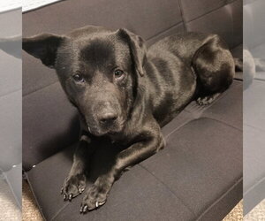 Hat Trick - Male Labrador Retriever-Unknown Mix Dog for Adoption - Photo #10