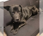 Small Photo #10 Labrador Retriever-Unknown Mix Puppy For Sale in Fargo, ND, USA