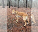 Small #9 German Shepherd Dog Mix