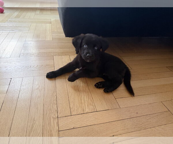 Medium Photo #2 Mutt Puppy For Sale in Brooklyn, NY, USA