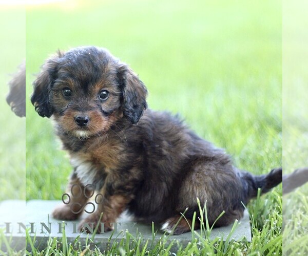 Medium Photo #2 Cavapoo (Miniature) Puppy For Sale in LEOLA, PA, USA