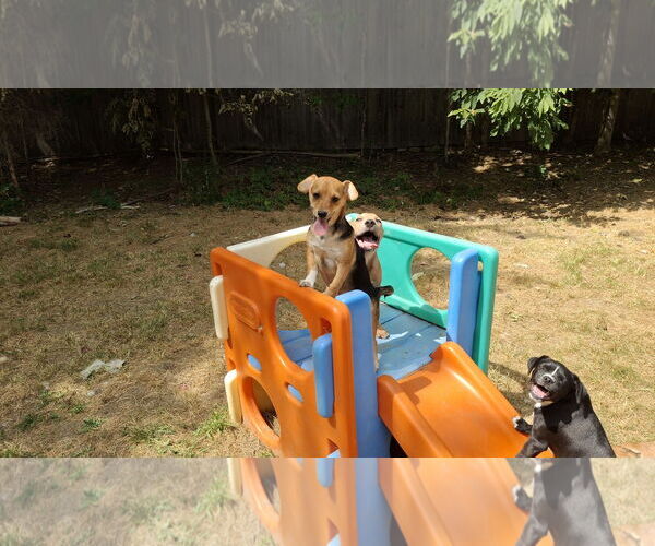 Medium Photo #4 Doxle Puppy For Sale in Sebec, ME, USA