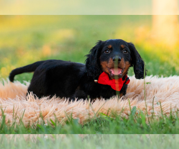 Medium Photo #17 Dachshund Puppy For Sale in WARSAW, IN, USA