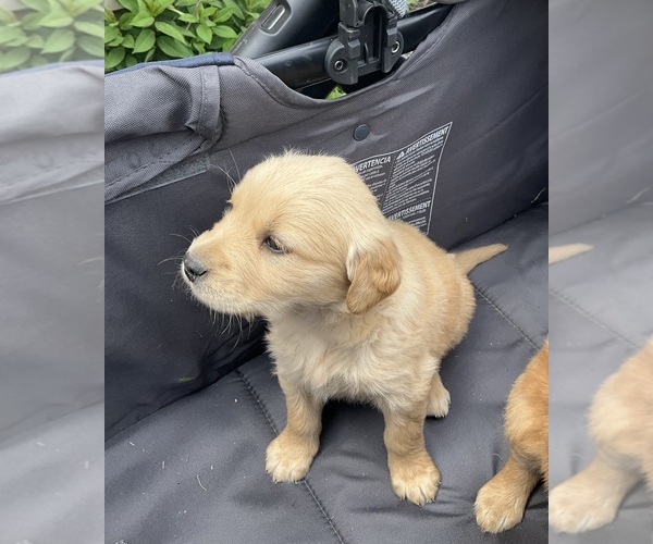Medium Photo #10 Golden Retriever Puppy For Sale in MEMPHIS, MO, USA