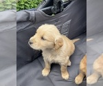 Small #9 Golden Retriever